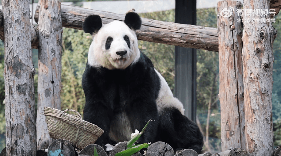 旅美大熊猫丫丫回国两年，胖了20公斤！“判若两熊”登顶热搜（视频/组图） - 4