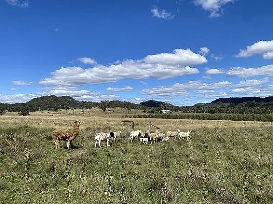 山羊奶乳企Bubs Australia（ASX：BUB） FY26上半年净收入增长14% 美国市场持续领跑 - 1