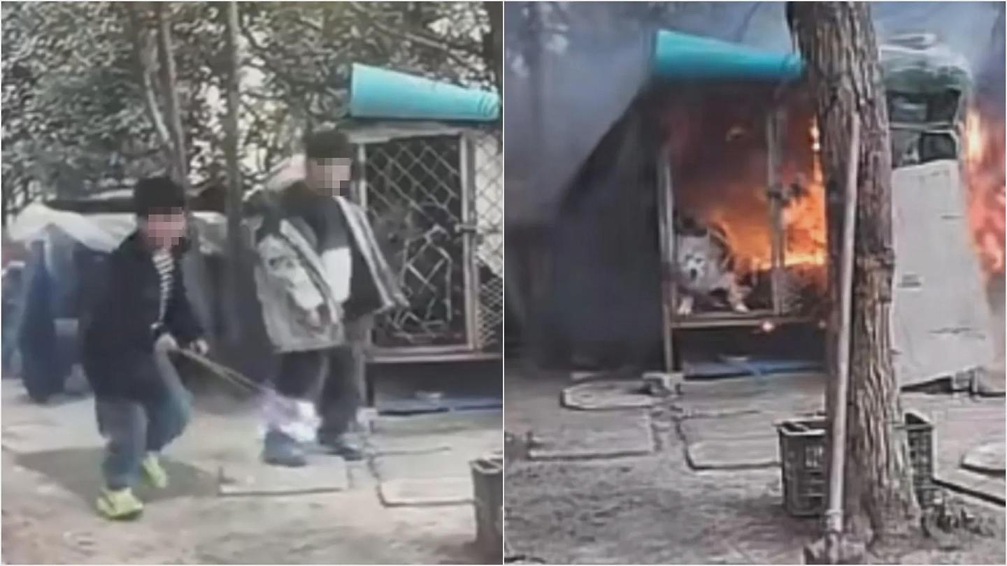 令人发指!熊孩子纵火烧死萨摩耶,惨叫3分钟残忍画面曝(视频/组图) - 1