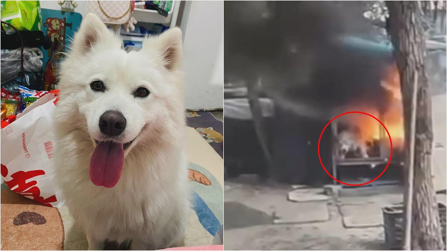 令人发指!熊孩子纵火烧死萨摩耶,惨叫3分钟残忍画面曝(视频/组图) - 4