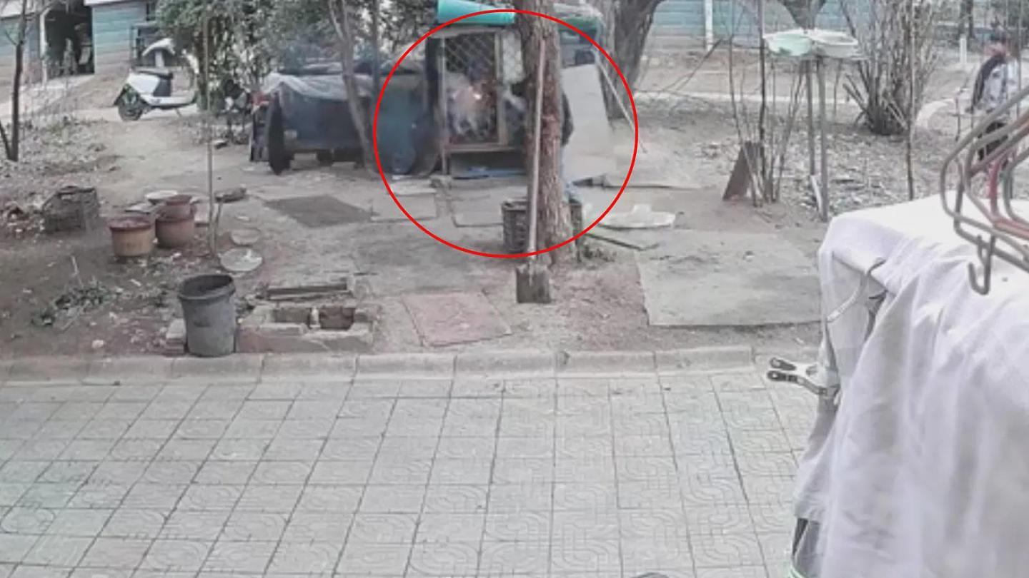令人发指!熊孩子纵火烧死萨摩耶,惨叫3分钟残忍画面曝(视频/组图) - 2