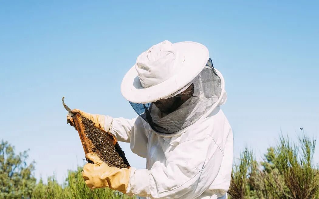 紧急通知！污水处理厂重大故障；新西兰知名人士认罪，最高十年监禁；极端天气使产量减少，蜂蜜或涨价（组图） - 5