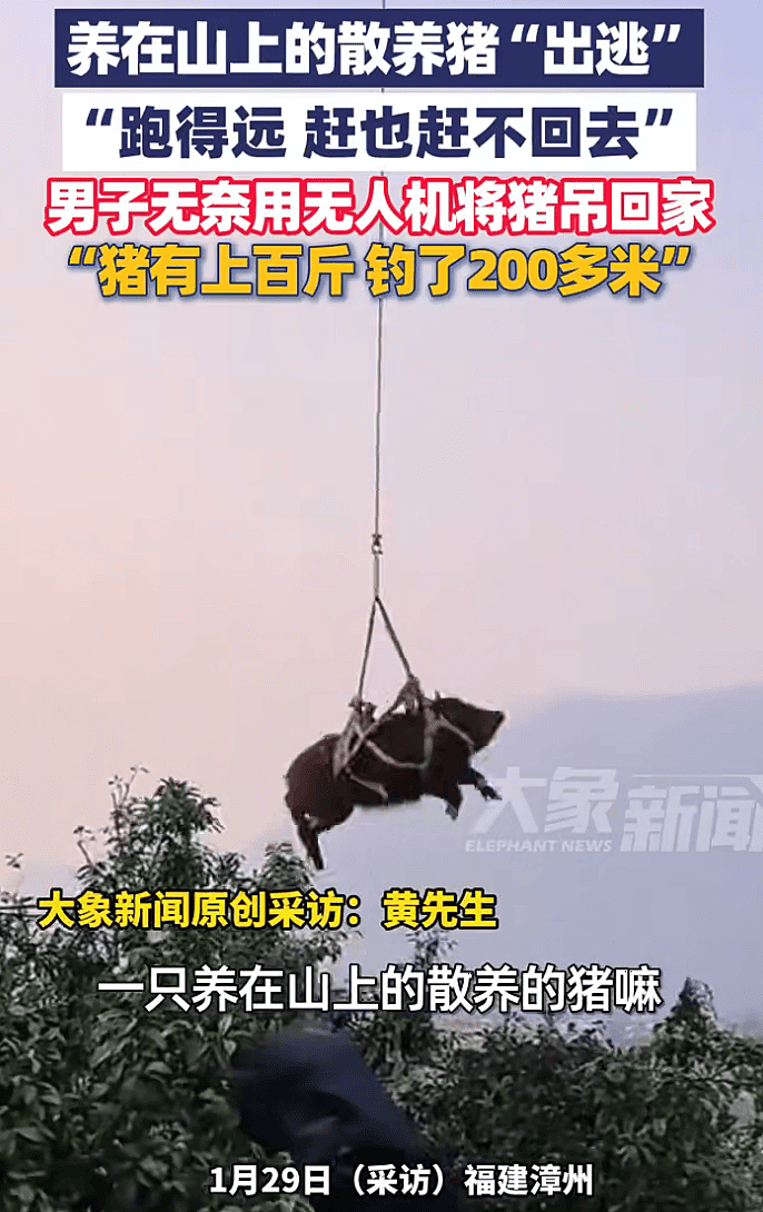 高科技接地气!无人机飞猪,机械狗拉货(组图) - 10