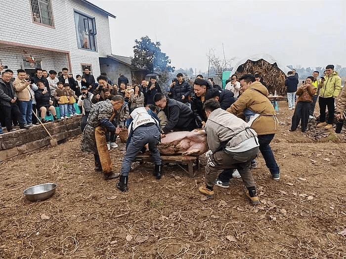 高科技接地气!无人机飞猪,机械狗拉货(组图) - 2