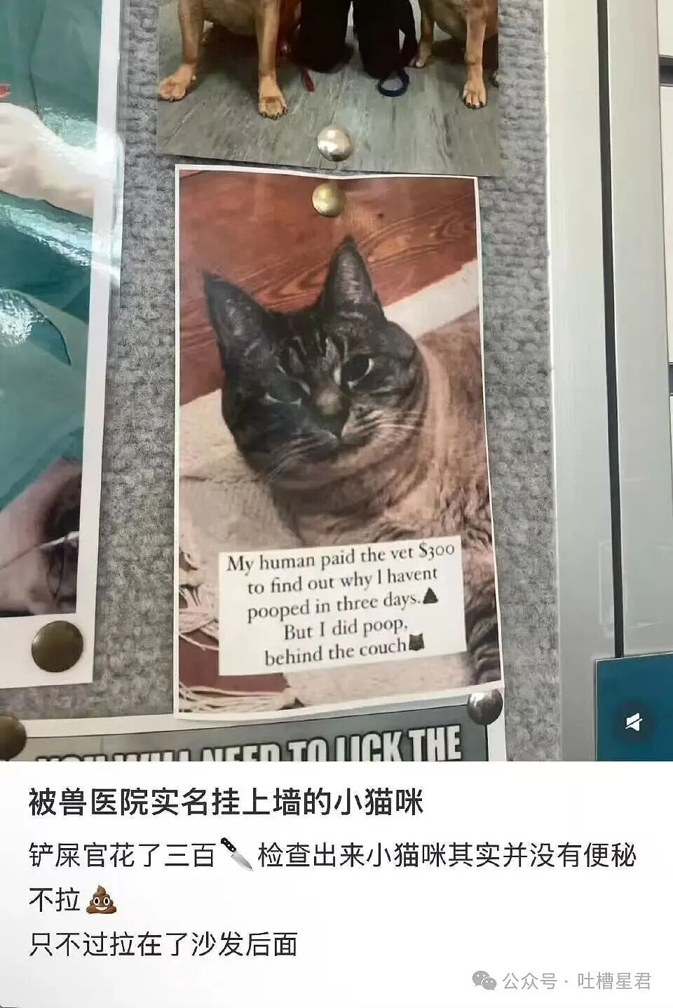 【爆笑】“好消息闺蜜出嫁了坏消息嫁到我家了…？”哈哈哈这是给自己挑了个德华（组图） - 52