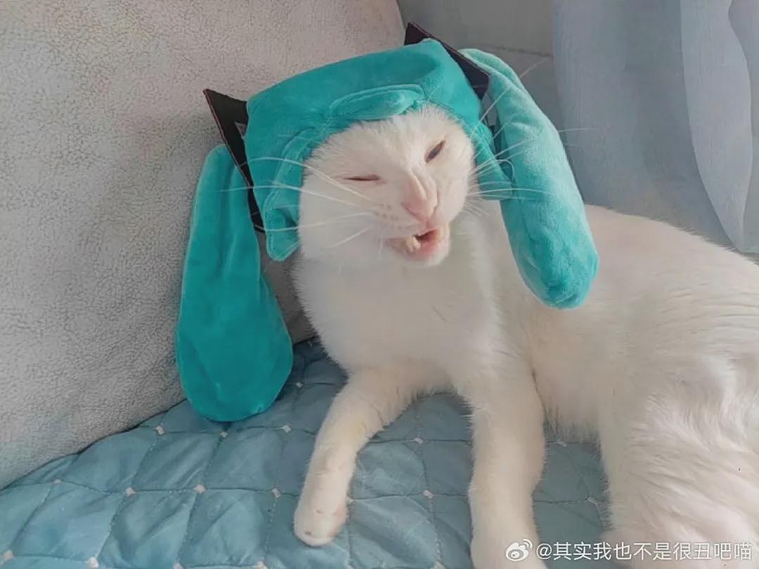 【宠物】好消息:公司年会抽中了一只白猫!坏消息:这猫不吃不喝还没心跳(组图) - 13