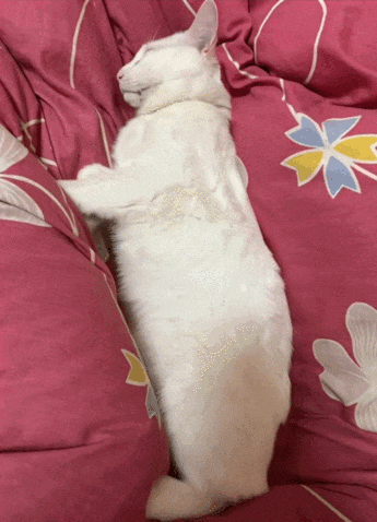 【宠物】好消息:公司年会抽中了一只白猫!坏消息:这猫不吃不喝还没心跳(组图) - 10