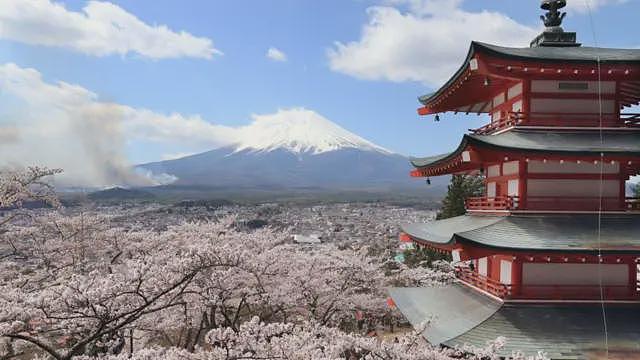 日本富士山城为何取消樱花祭（组图） - 1