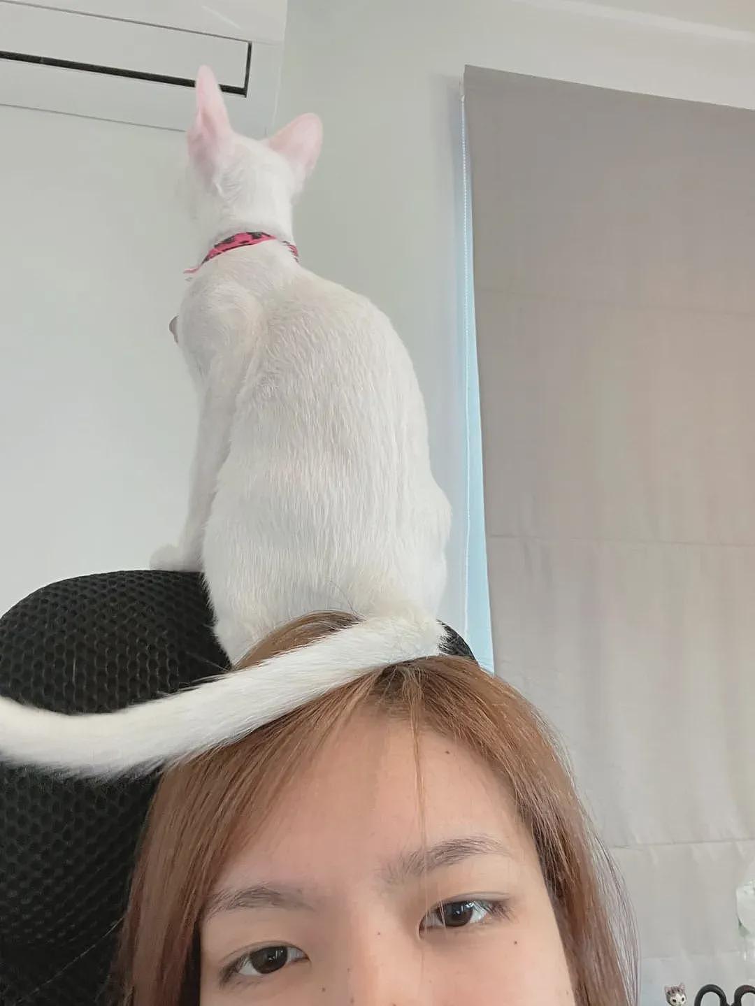 【宠物】好消息:公司年会抽中了一只白猫!坏消息:这猫不吃不喝还没心跳(组图) - 3