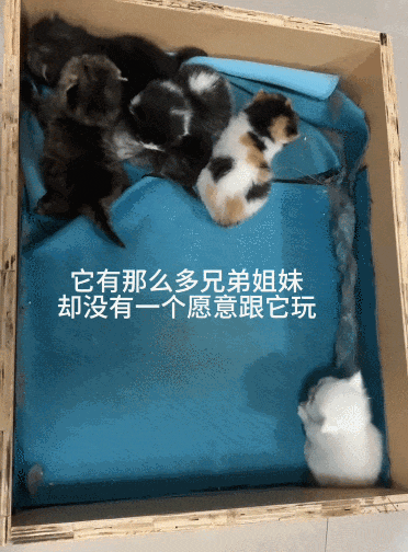 【宠物】好消息:公司年会抽中了一只白猫!坏消息:这猫不吃不喝还没心跳(组图) - 16