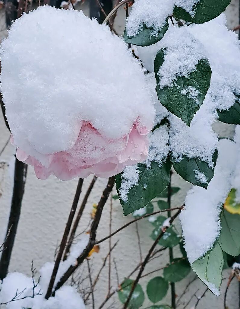 日本发布警报级大雪！97班飞机被取消，1万2400人出行受影响！日推被大雪刷爆！（组图） - 12