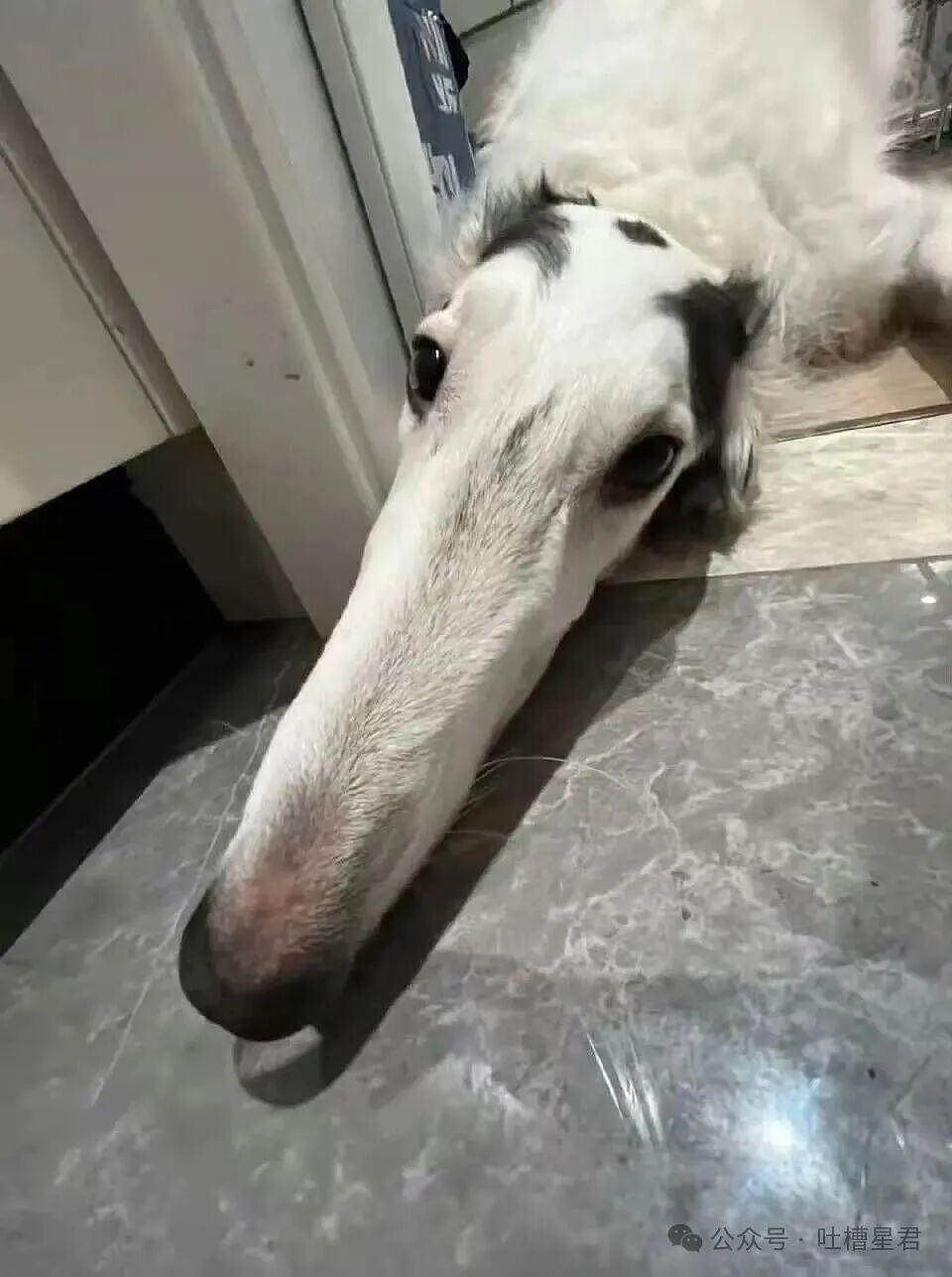 【爆笑】“闲鱼碰到用退休金买谷的老二次元…？”哈哈哈话说我们已经老成这样了吗！（组图） - 37