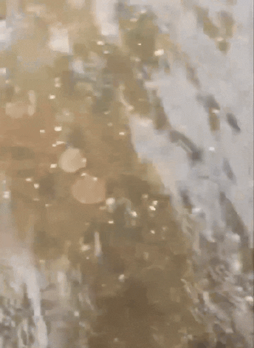 新西兰赶海再爆丑闻!华人潜水违规捞贝被抓现行,逃逸后出车祸,网友:老天都看不下去(组图) - 8