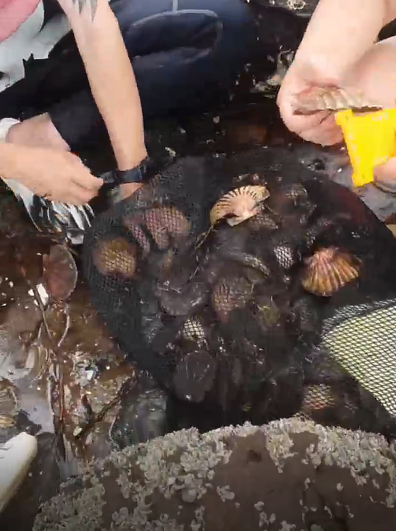 新西兰赶海再爆丑闻!华人潜水违规捞贝被抓现行,逃逸后出车祸,网友:老天都看不下去(组图) - 6