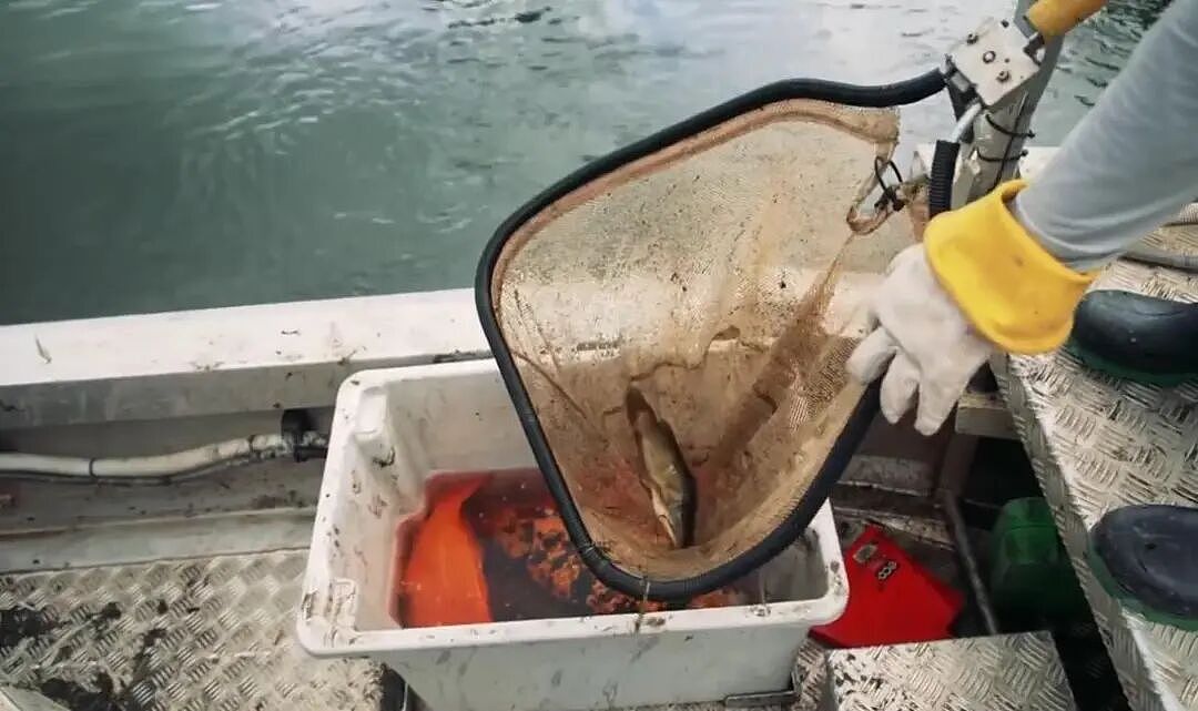 华人喜爱的锦鲤通通杀光！奥克兰清理外来物种，“都是放生惹的祸”（组图） - 16