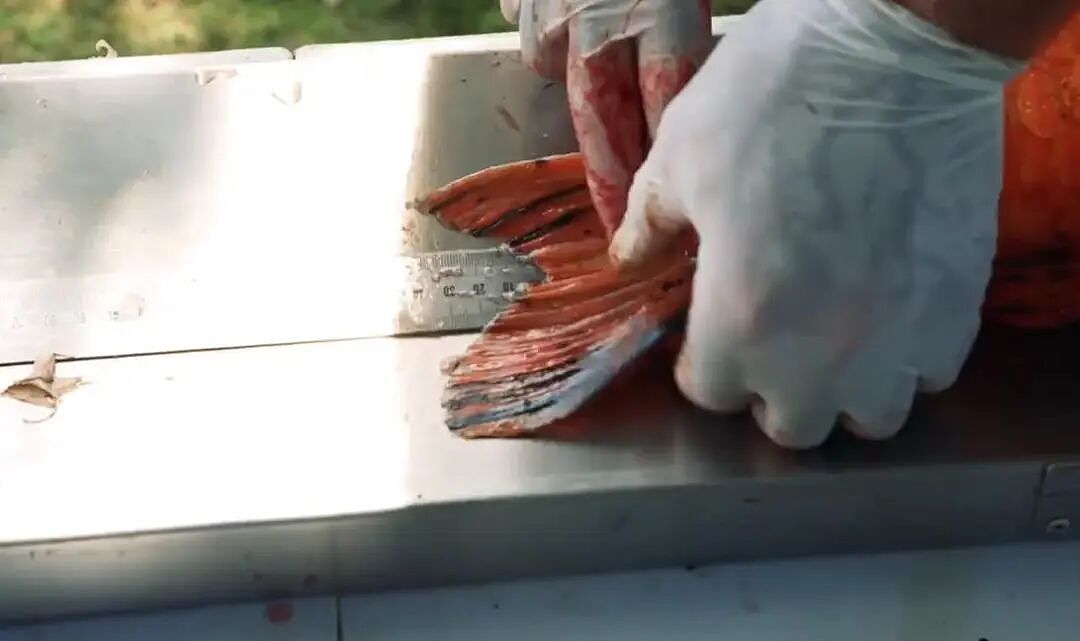华人喜爱的锦鲤通通杀光！奥克兰清理外来物种，“都是放生惹的祸”（组图） - 14