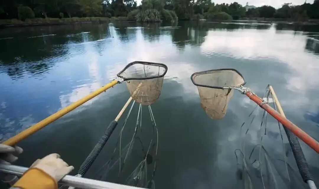 华人喜爱的锦鲤通通杀光！奥克兰清理外来物种，“都是放生惹的祸”（组图） - 1