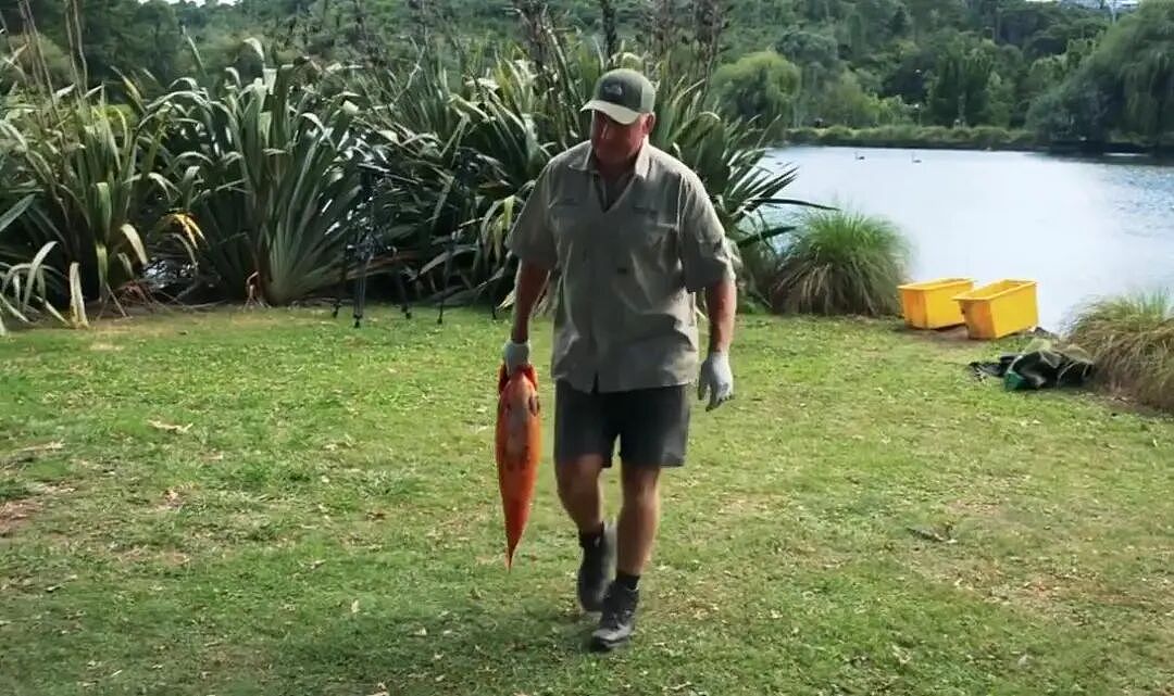 华人喜爱的锦鲤通通杀光！奥克兰清理外来物种，“都是放生惹的祸”（组图） - 9