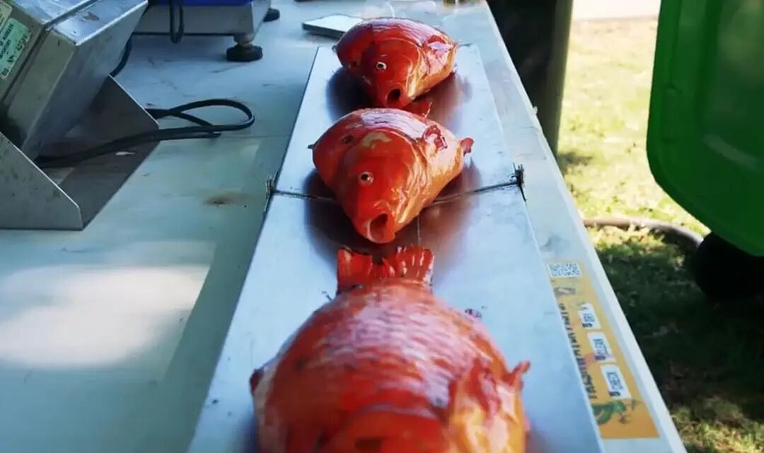 华人喜爱的锦鲤通通杀光！奥克兰清理外来物种，“都是放生惹的祸”（组图） - 12