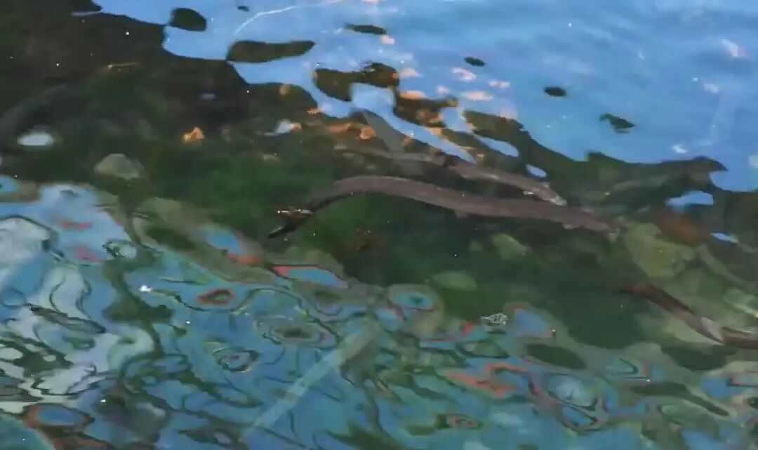华人喜爱的锦鲤通通杀光！奥克兰清理外来物种，“都是放生惹的祸”（组图） - 29
