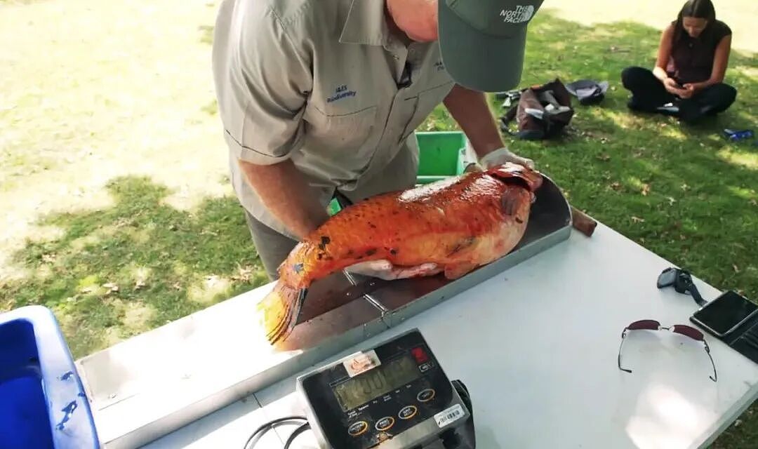 华人喜爱的锦鲤通通杀光！奥克兰清理外来物种，“都是放生惹的祸”（组图） - 37