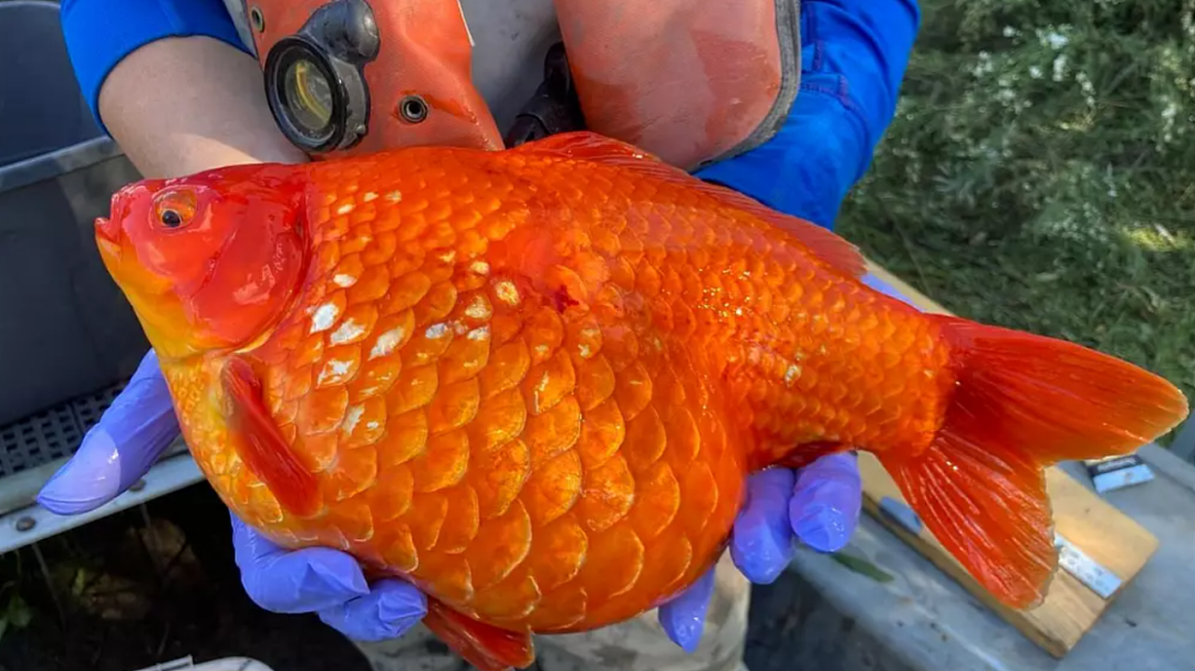 华人喜爱的锦鲤通通杀光！奥克兰清理外来物种，“都是放生惹的祸”（组图） - 24