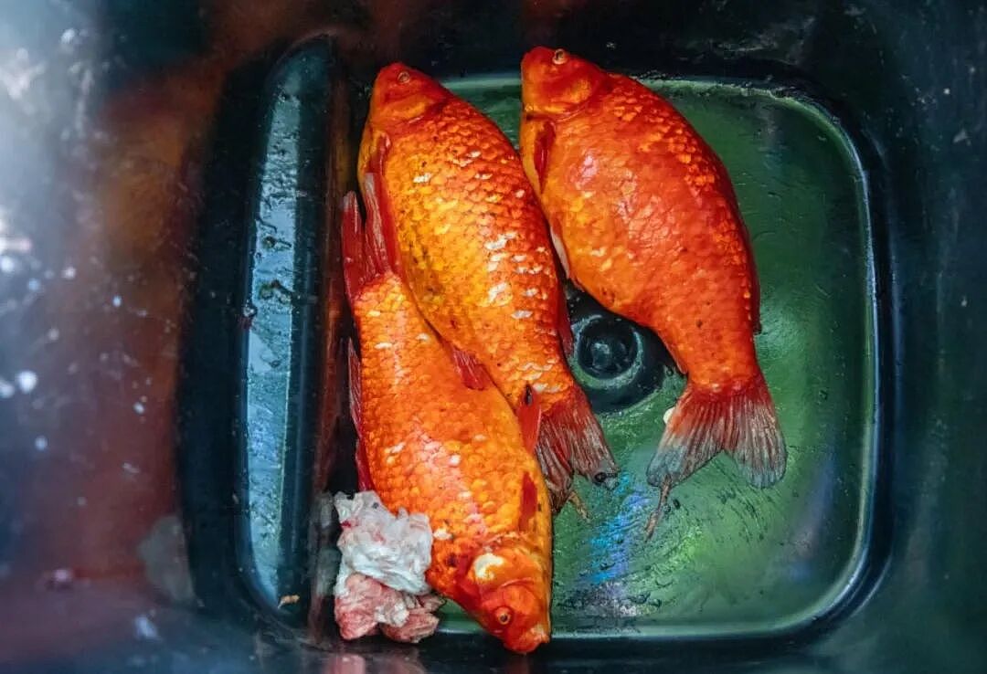 华人喜爱的锦鲤通通杀光！奥克兰清理外来物种，“都是放生惹的祸”（组图） - 23