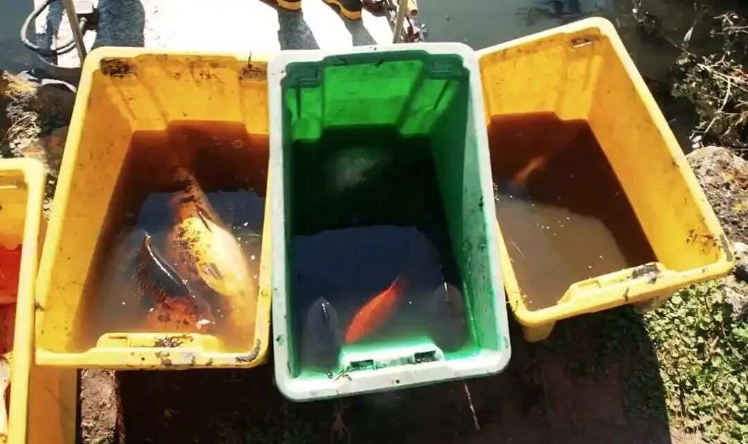 华人喜爱的锦鲤通通杀光！奥克兰清理外来物种，“都是放生惹的祸”（组图） - 5