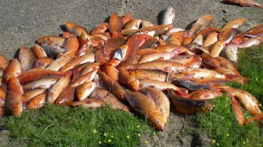 华人喜爱的锦鲤通通杀光！奥克兰清理外来物种，“都是放生惹的祸”（组图） - 15