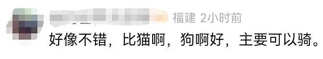 一夜爆火！八千元就能买匹迷你小马？马主：隐性开销大得吓死人……（组图） - 2