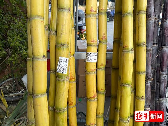 百果园一根甘蔗87元，市民吐槽太贵，店员：买之前讲过的，黄金手撕甘蔗按斤卖（组图） - 3