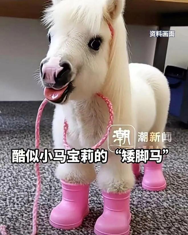 一夜爆火！八千元就能买匹迷你小马？马主：隐性开销大得吓死人……（组图） - 1
