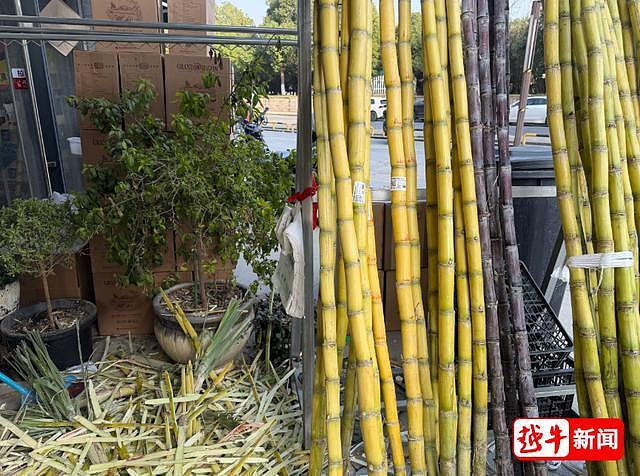 百果园一根甘蔗87元，市民吐槽太贵，店员：买之前讲过的，黄金手撕甘蔗按斤卖（组图） - 4