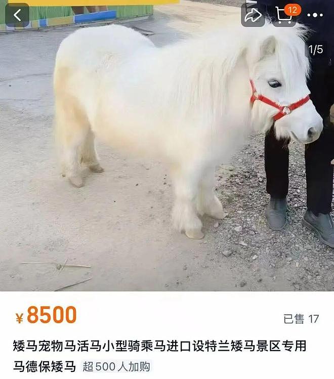 一夜爆火！八千元就能买匹迷你小马？马主：隐性开销大得吓死人……（组图） - 4
