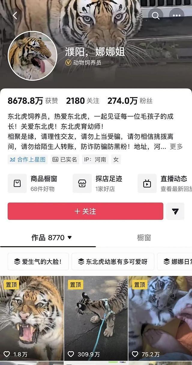 网红幼虎去世后被“替身”直播，死亡7天后饲养员称“正晒太阳”？信息上报、跨园转运真相成谜（组图） - 1