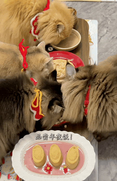 第一批勇当“春节主理人”的00后，已经爽翻了（组图） - 12