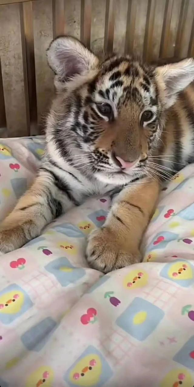 网红幼虎去世后被“替身”直播，死亡7天后饲养员称“正晒太阳”？信息上报、跨园转运真相成谜（组图） - 2