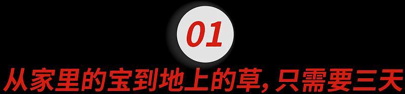 第一批偷偷回国过春节的留子,已经“身败名裂”(组图) - 4