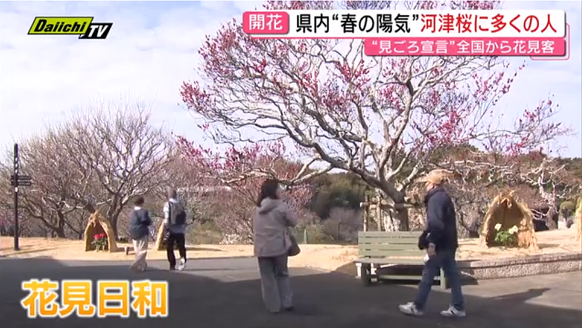 日媒在春节首日满世界找“消失的”中国游客,曾经载满2000人的巨型邮轮如今都开去了别处!(组图) - 3