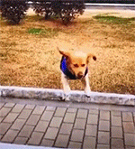 【爆笑】“拯救不开心！”一波笑到抽风的动图，差点笑到断气哈哈哈哈哈哈哈（组图） - 34