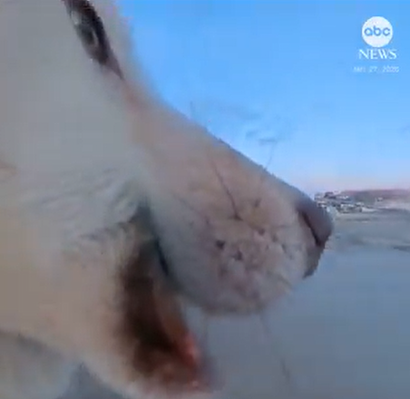 【宠物】顽皮雪橇犬偷走摄影机,误触录影键拍下“犯罪全程”(视频/图) - 1