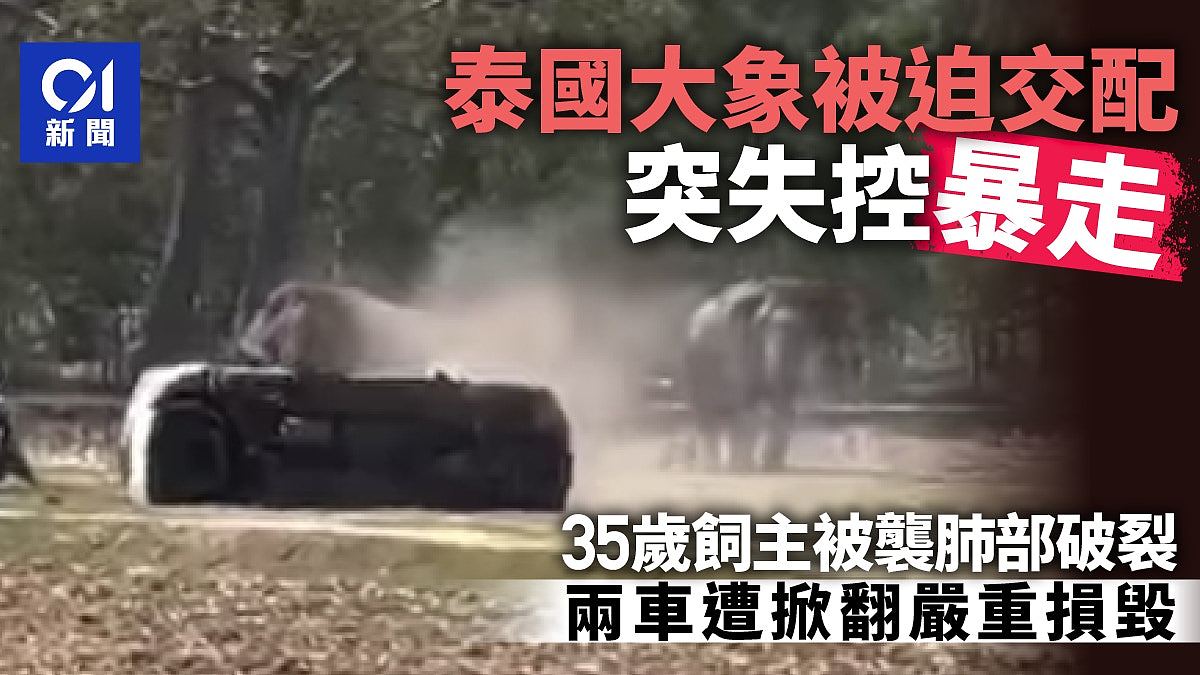 泰国大象被迫交配突“暴走”!饲主肺部破裂重伤,2车遭掀翻损毁(图) - 1