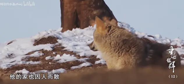 狼王遗孤被收养,放生后珍藏“妈妈”红腰带7年!网友:新年第一刀…(组图) - 17