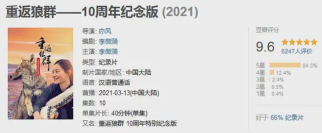 狼王遗孤被收养,放生后珍藏“妈妈”红腰带7年!网友:新年第一刀…(组图) - 20