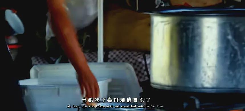 狼王遗孤被收养,放生后珍藏“妈妈”红腰带7年!网友:新年第一刀…(组图) - 6