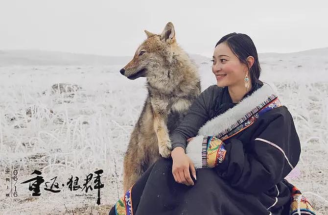 狼王遗孤被收养,放生后珍藏“妈妈”红腰带7年!网友:新年第一刀…(组图) - 3