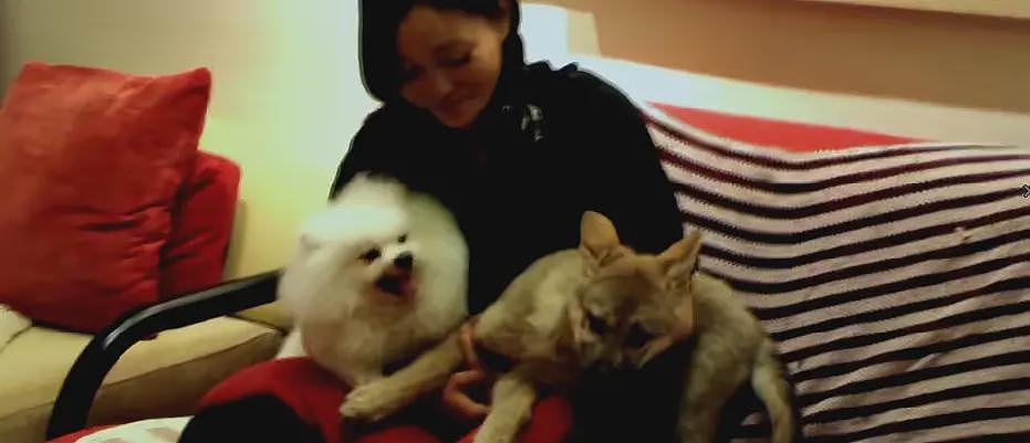 狼王遗孤被收养,放生后珍藏“妈妈”红腰带7年!网友:新年第一刀…(组图) - 7