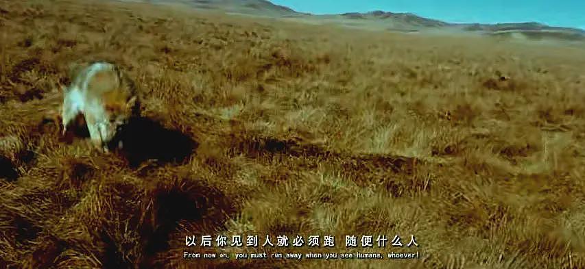 狼王遗孤被收养,放生后珍藏“妈妈”红腰带7年!网友:新年第一刀…(组图) - 12