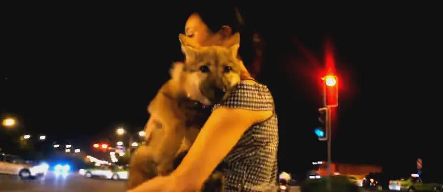 狼王遗孤被收养,放生后珍藏“妈妈”红腰带7年!网友:新年第一刀…(组图) - 8