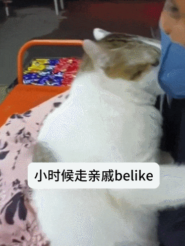【宠物】小姐姐去亲戚家拜年，送了一条巨型海参，网友质疑买到假货，细看后抢着要（组图） - 20